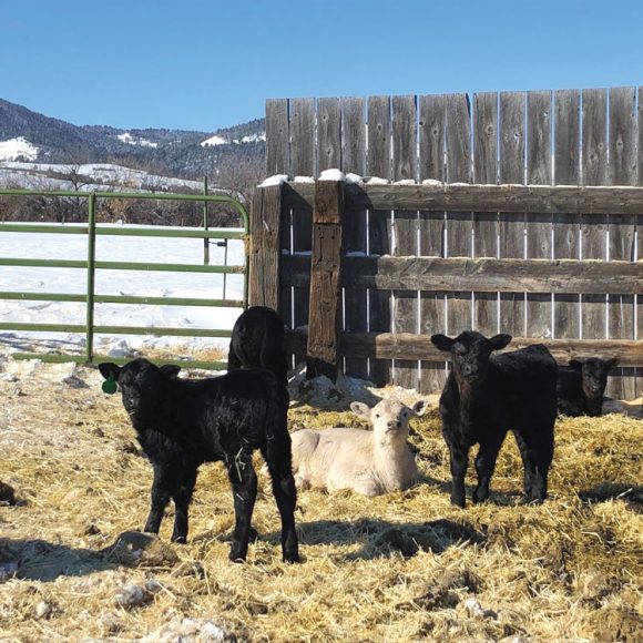Cattle on the Shammel family ranch in Hilger, Montana. Photographs courtesy Mariah Baumann Shammel.
