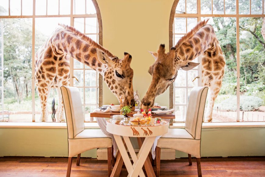 Neck and neck in the race for breakfast at Giraffe Manor in Nairobi, Kenya. Courtesy The Safari Collection.