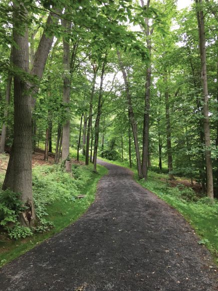 Located in the Swan Lake area, David’s Loop — named for David Rockefeller Sr. — Is a winding forested trail past wetlands with ferns.  Photograph by Jessika Creedon for Friends of the Rockefeller State Park Preserve.