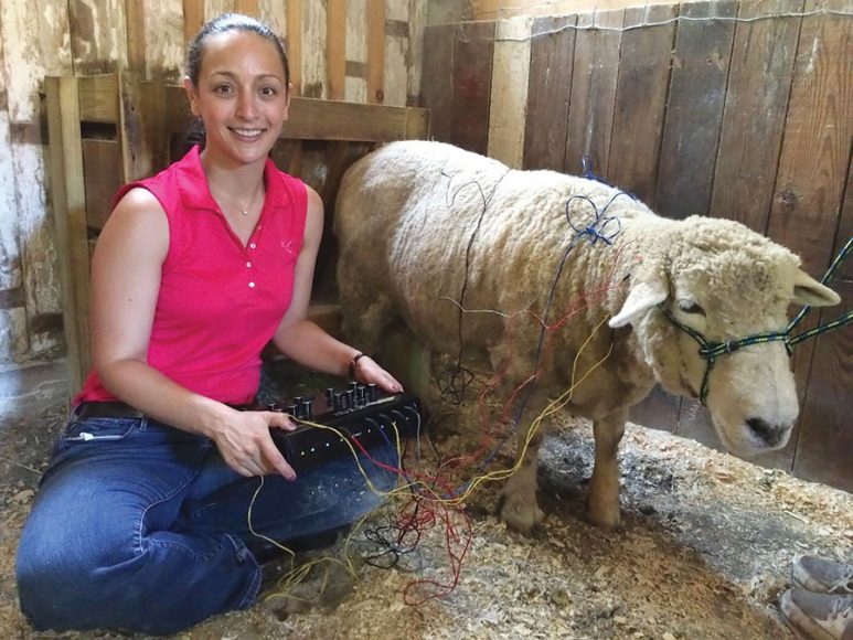  “The sheep is an aged rescued pet ewe with severe arthritis in her forelimbs,” Dr. Emily Harrison says. “She was perfectly content to be needled and hooked up to my electroacupuncture unit.”