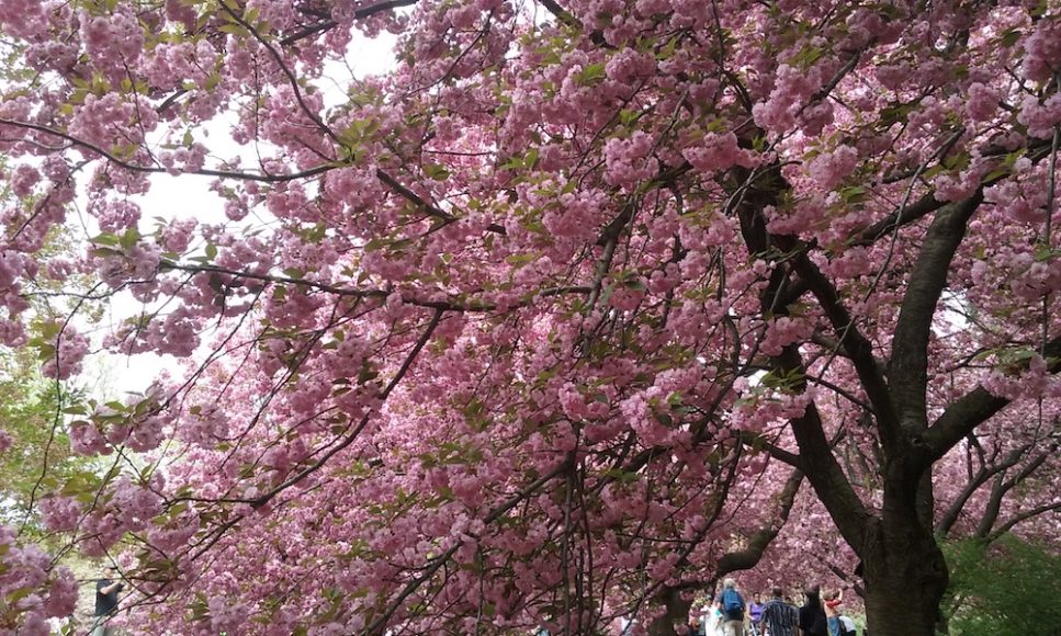 The cherry blossom image that accompanies Alice Feeley’s “Time in Spring” in her new book of poetry, “Tracing Thin Places.”