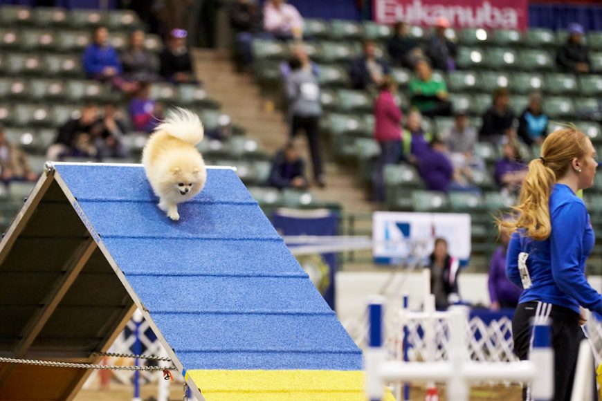 The AKC Agility Premier Cup presented by EEM will be held in conjunction with the Longines Masters of New York April 25 at NYCB Live at Nassau Veterans Memorial Coliseum. Photograph by David Woo/American Kennel Club. Courtesy American Kennel Club.