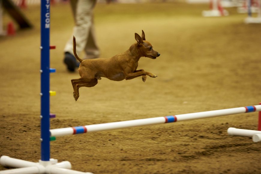 The AKC Agility Premier Cup presented by EEM will be held in conjunction with the Longines Masters of New York April 25 at NYCB Live at Nassau Veterans Memorial Coliseum. Photograph by David Woo/American Kennel Club. Courtesy American Kennel Club.