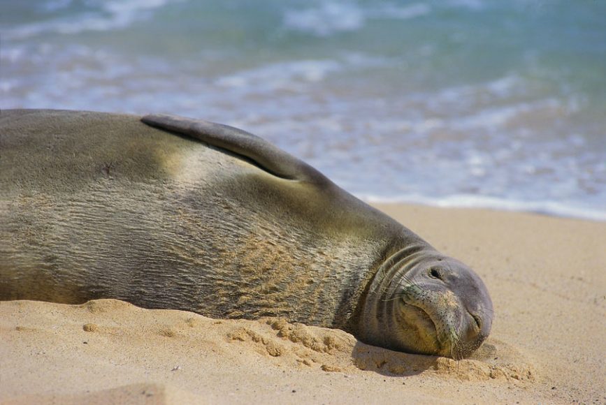 Monk Seal on Kauai beach. Courtesy Kauai Tourist Board.