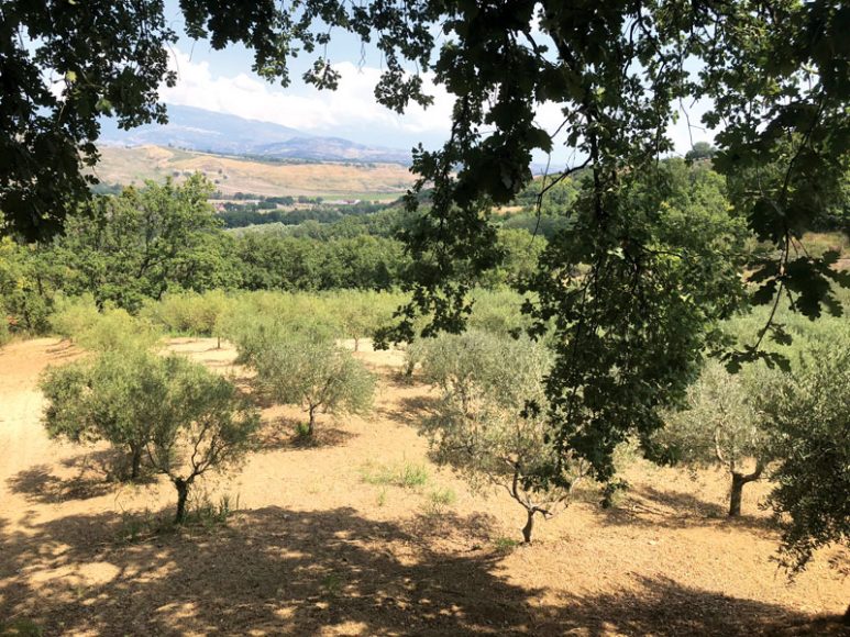 The olive trees of Val Morano Sagliocco family’s Calabrian estate. The trees remain unaffected by the recent bacterium 
and erratic weather that have plagued olive trees in other parts of Italy. Courtesy Val Morano Sagliocco.