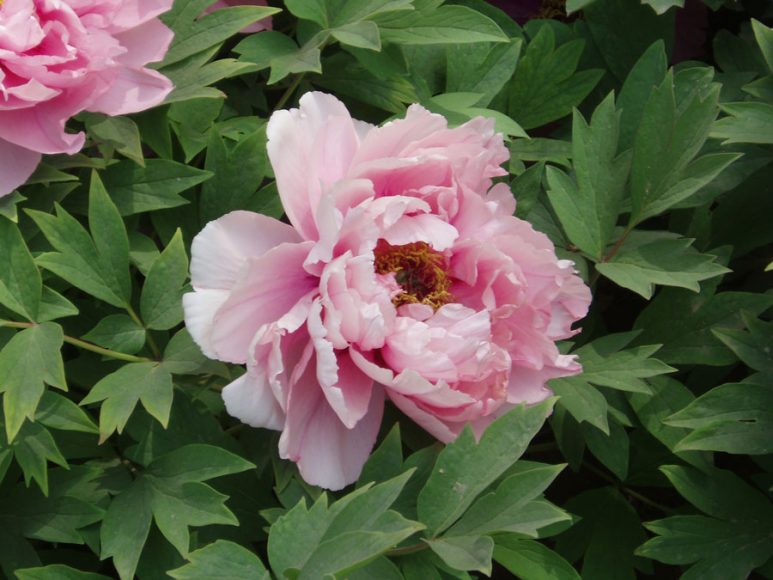 Peonies are among the most popular of flowers and a favorite of Wag alumna Ronni Diamondstein, who took this photograph.