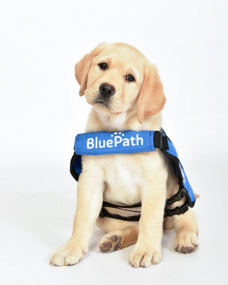 The BluePath Service Dogs' third annual walkathon will be held May 18 in Yorktown Heights.