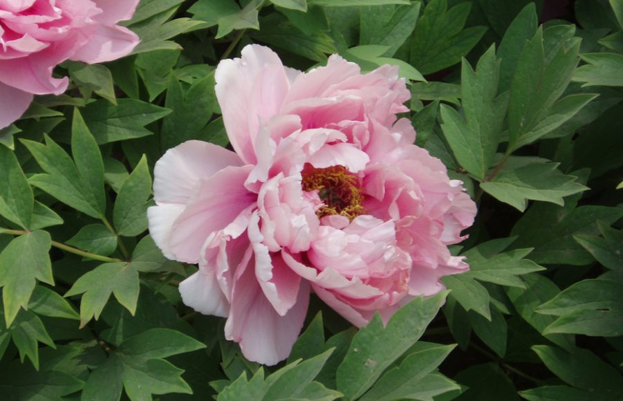 Peonies are among the most popular of flowers and a favorite of Wag alumna Ronni Diamondstein, who took this photograph.