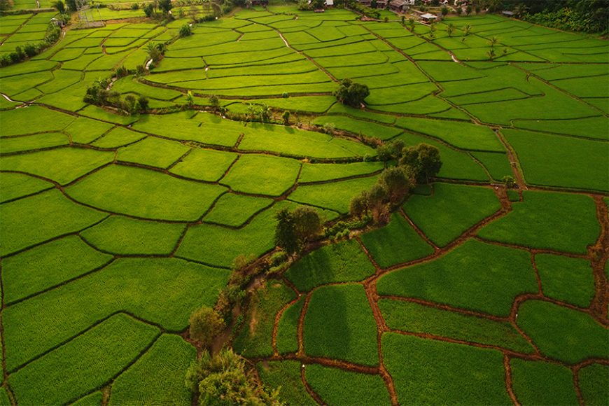 Aerial photograph of paddy at Mae La Noi, Mae Hong Son.