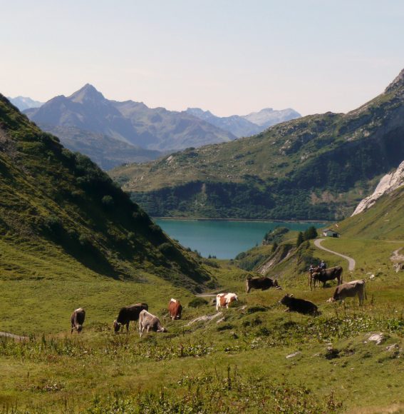 High-altitude cows in the Alps.