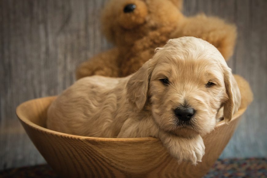 One of Denise Jacobus’ Australian Labradoodle puppies. Photographs courtesy Mary Beggs of Muddy Dog Photography.