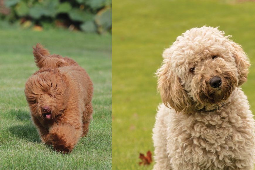 Ozzie showing off his fluff, left, and mother-to-be Shenanigan, known as Annie, right, is expecting her litter on Oct. 7.