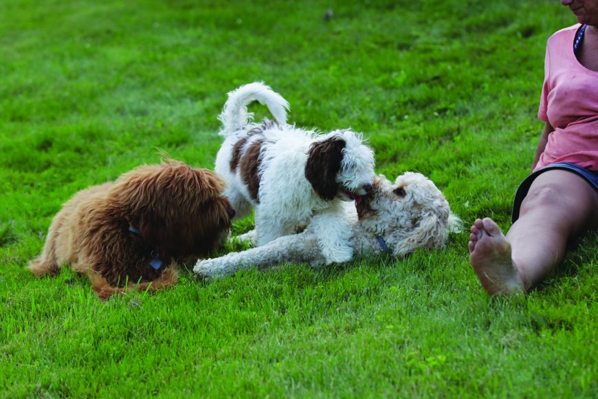 Ozzie, Anjali and Shenanigan, known as Annie, love to romp around the fields at Ideuma Creek Farm.