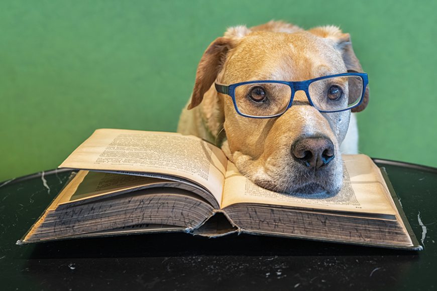 Doggone it:  Finding the right specs can be a laborious process, says WAG’s man about the globe, Jeremy Wayne.