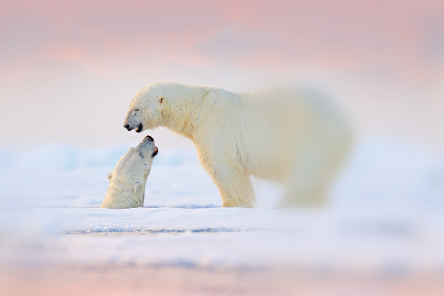 Two bears playing on drifting ice, Canada. 