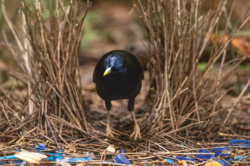 Ready for love: A male bowerbird in Australia sets the scene for seduction. The male’s blue-black beauty is said to be in inverse proportion to the elaborateness of his bower.