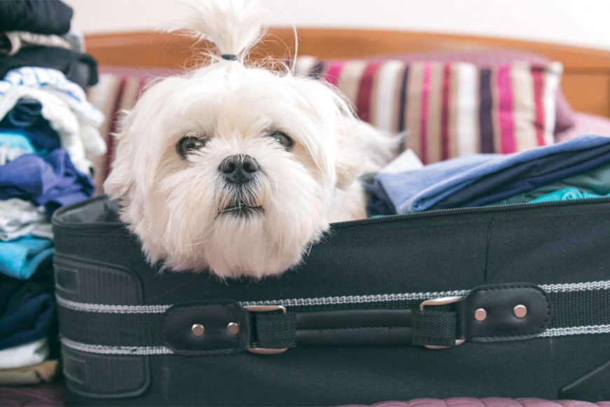 Even when traveling, pets can feel right at home – and not in your luggage. Remember to pack their toys, treats and beds and spend plenty of time with them.