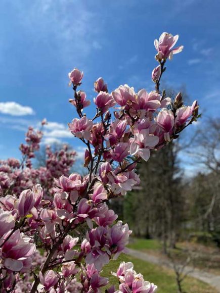 The glorious sights of downtown White Plains in spring, courtesy of the all-volunteer White Plains Beautification Foundation.