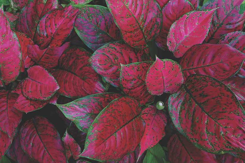 This Chinese evergreen (red aglaonema) is the only type of plant I ever had that has lasted (so far). Just water once a week, give it plenty of light and you’re good to go.