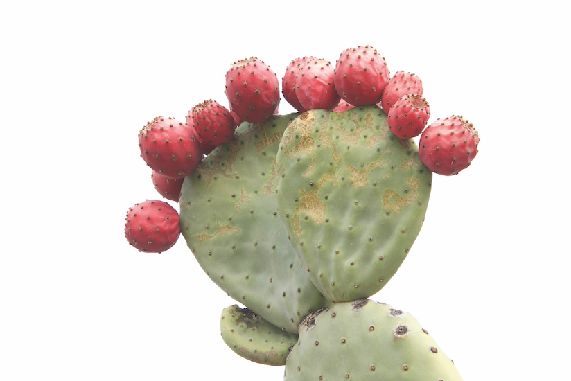 Cactuses are native to the Americas and grow all over Mexico. Here a kind of flowering opuntia, or prickly pear cactus. Celebrate Mexican-American friendship on Cinco de Mayo (May 5).