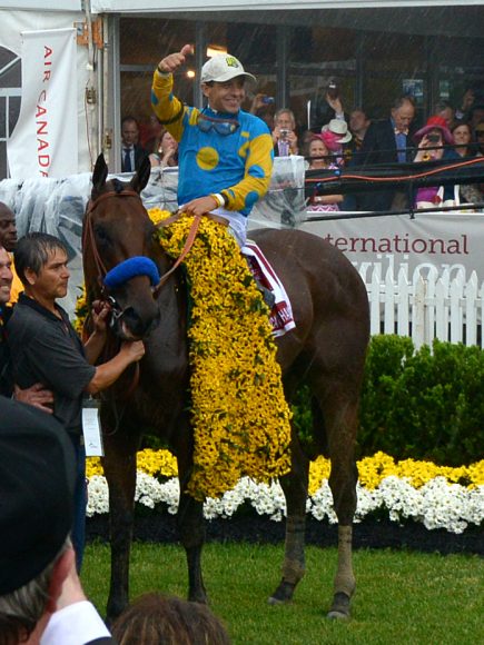 American Pharoah sporting the black-eyed Susans after winning the 2015 Preakness on his way to the Triple Crown. Photograph by Tom Nappi.