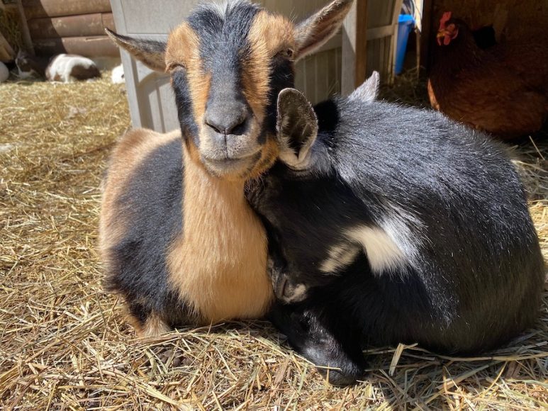 Aw!. Photographs courtesy Frederick Farm Goat Rescue and Sanctuary.