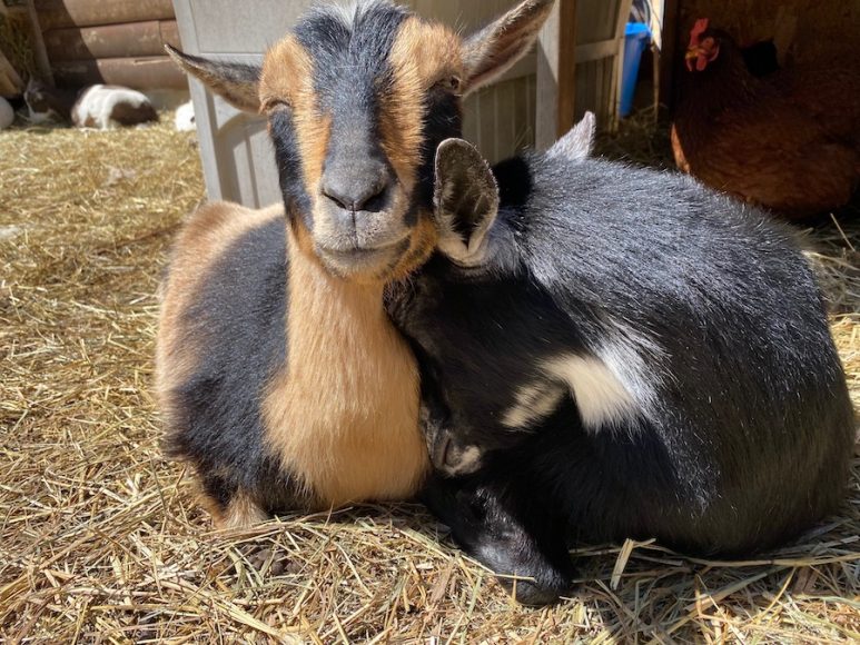 Aw!. Photographs courtesy Frederick Farm Goat Rescue and Sanctuary.