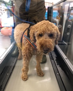  Working it:  This Labradoodle, Benji, is put through his paces in Guardian Veterinary Specialists’ “Pets Get Fit” program. Courtesy Guardian Veterinary Specialists.