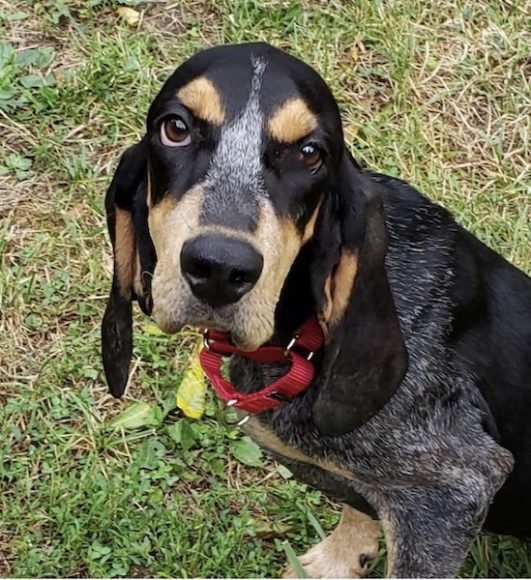 Annie is a purebred Blue Tick Coonhound, perfect for an active family. Courtesy SPCA.