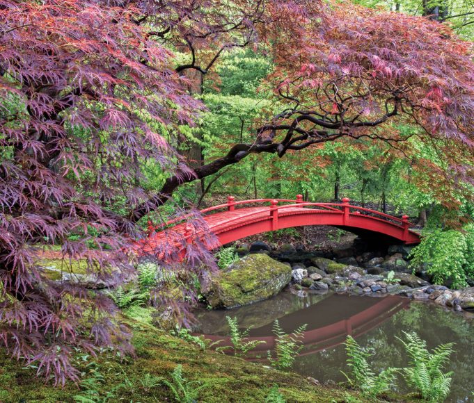 For his new “Garden Portraits: Experiences of Natural Beauty,” Larry Lederman photographed 16 public and private gardens, most of which are in Fairfield and Westchester counties. Iroki, Mount Kisco. 
Photographs by Larry Lederman.