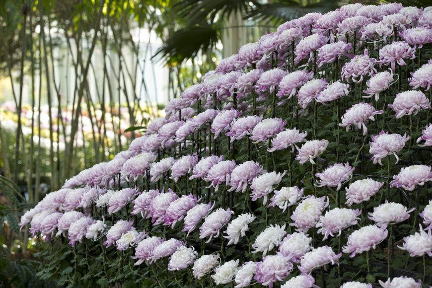 “Spotlight on Kiku Displays,” at the New York Botanical Garden, features chrysanthemums (kiku in Japanese) trained into different shapes, like this thousand-bloom dome. While you take in the kiku displays, enjoy the Great Pumpkin Path in front of the Enid A. Haupt Conservatory. Courtesy NYBG.