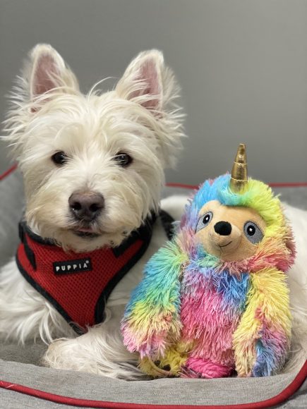 Willy and his special unicorn stuffy on Valentine’s Day 2020.
Photographs by Robin Costello.
