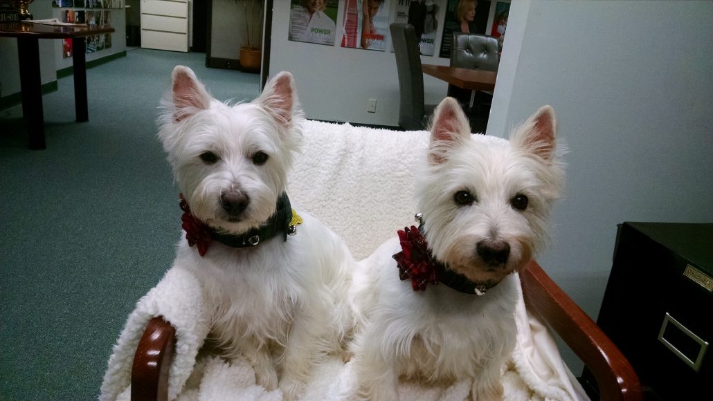 Willy and Sollo, decked out in fancy collars, get ready for Christmas 2016. 
