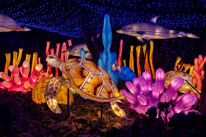 With dozens more animal lanterns than last year, the Bronx Zoo has created five geographically representative lantern safaris for its  “Holiday Lights 2020” that include species from different regions of the world. Photographs by Julie Larsen Maher © WCS and @ WCS.