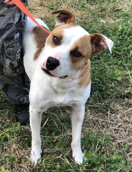 Walnut has clearly mastered the head tilt. Courtesy SPCA.