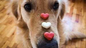 Puppy love Valentine's Day