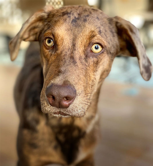 Juan is an energetic pup searching for an active forever home. Courtesy SPCA in Briarcliff Manor.