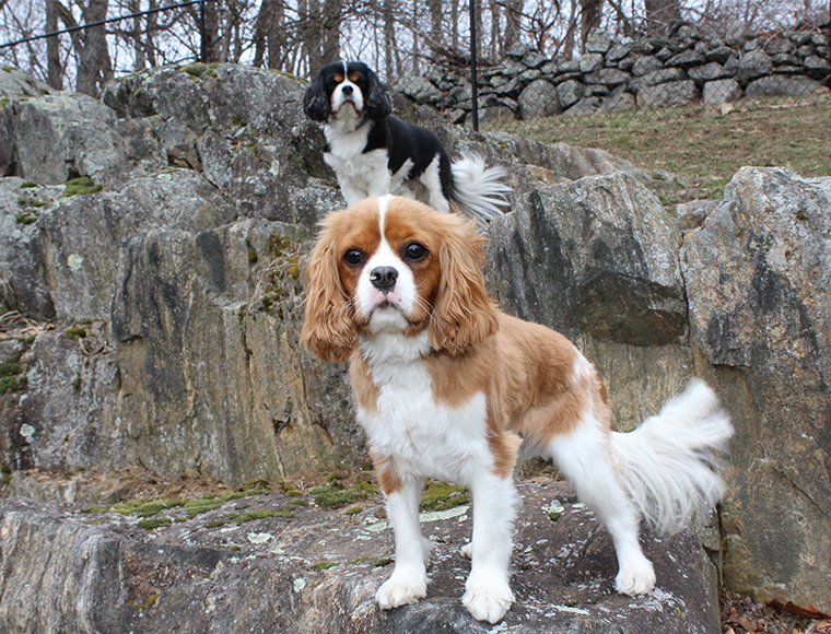 Cavalier King Charles Spaniels Rikki, front, and Levi. 