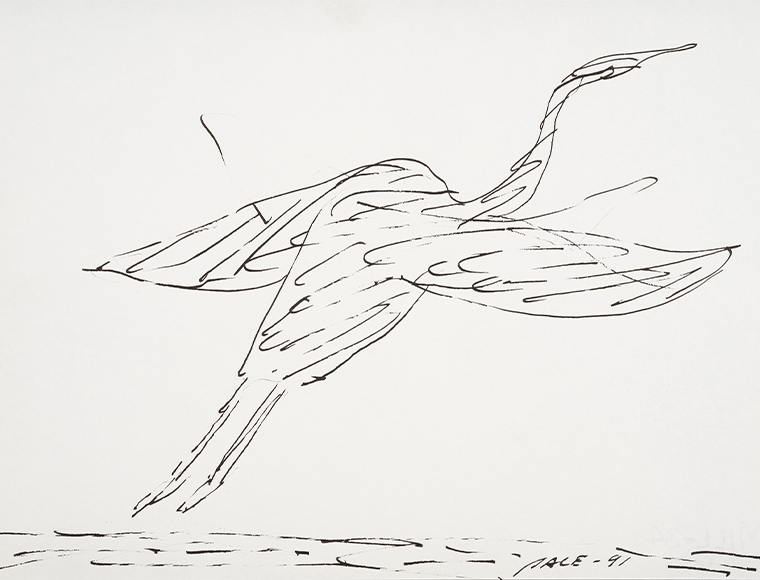 Stephen Pace’s “Untitled (Heron in Flight)” (1991), ink on paper, part of the Fairfield University Art Museum’s “Birds of the Northeast: Gulls to Great Auks” (through May 14). Gift of the Stephen and Palmina Pace Foundation.