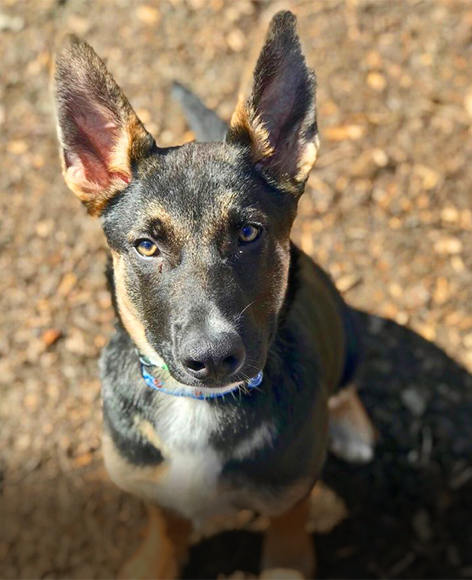 Shadow is an active, lovable smarty pants in need of a home that can enrich him.