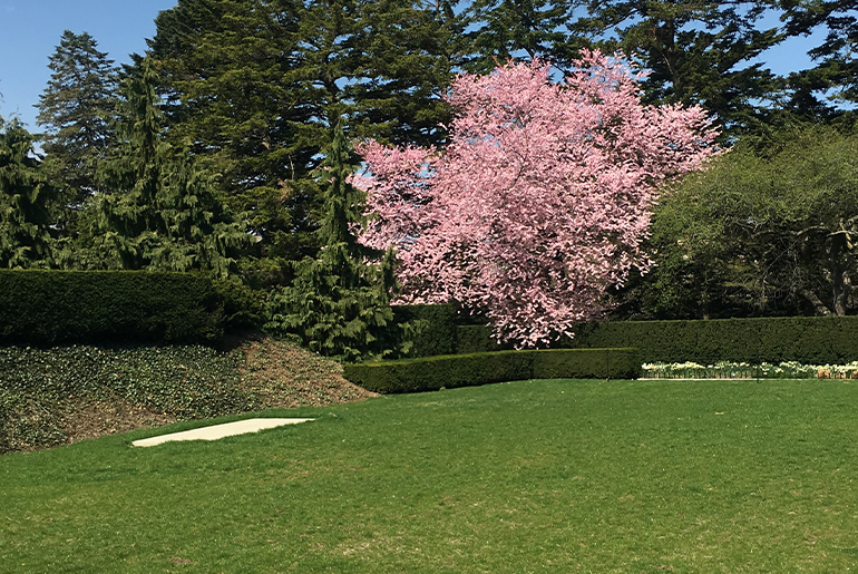 As long as there are cherry blossoms, it’s always spring in the heart. Photograph by Georgette Gouveia.