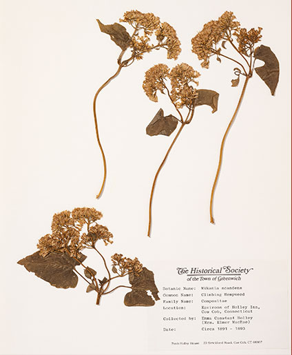 Trifolium agarium (hop clover), 
collected and dried by Constant 
Holley MacRae, circa 1891-93. 
Courtesy the Greenwich Historical Society.