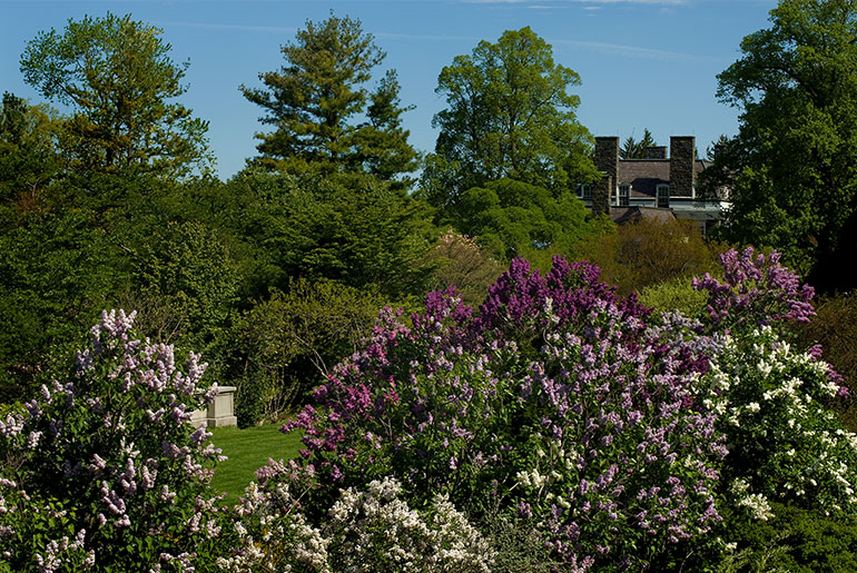 Wave Hill, a public garden and cultural center in the Riverdale section of the Bronx, in spring. Photograph by Joshua Bright.