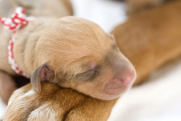 A one-day-old Rhodesian Ridgeback lies on a paw of his mother. “Dogs are born with their noses open,” WAG Follow My Lead columnist Cristina Losapio writes. “Around 14 days later their eyes open and around 21 days after that, their ears open.”