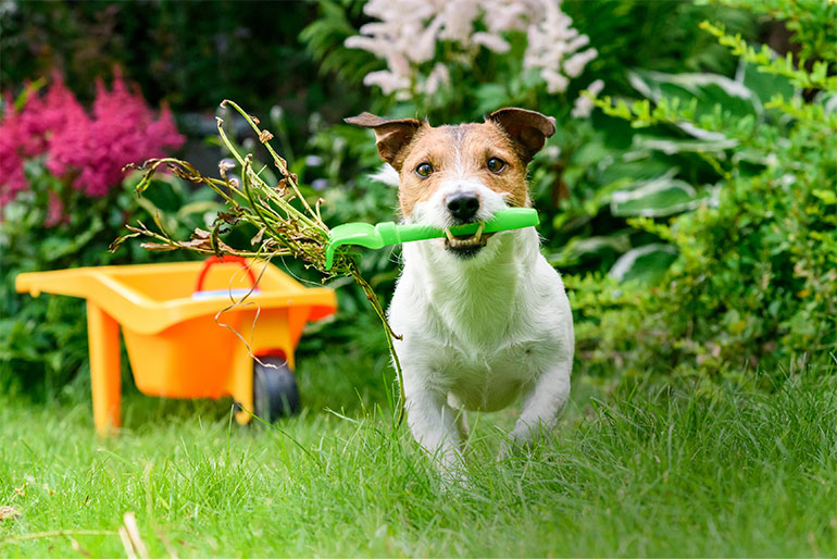 A Jack Russell Terrier helps weed the garden of dangerous plants. Most pets, however, would be sampling the botanicals rather than raking, so pet parents need to be vigilant when outdoors with their charges.