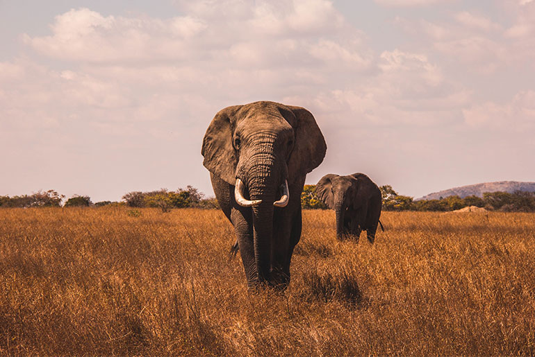 Add a Black Panther Safari to your mom's bucket Llst for one spectacular trip.  Photograph by Al Robbie.