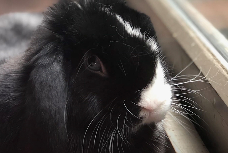 Pierre, a rascally rabbit, is Helen LeBrecht’s “pet child.” But her heart and advocacy work are with all creatures, wild and domestic. Photographs by Richard Coburn, M.D.