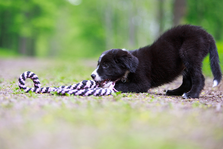 What dog doesn’t like a good chew toy or treat? With proper training, however, your dog will learn to “trade” and “share” items with you.