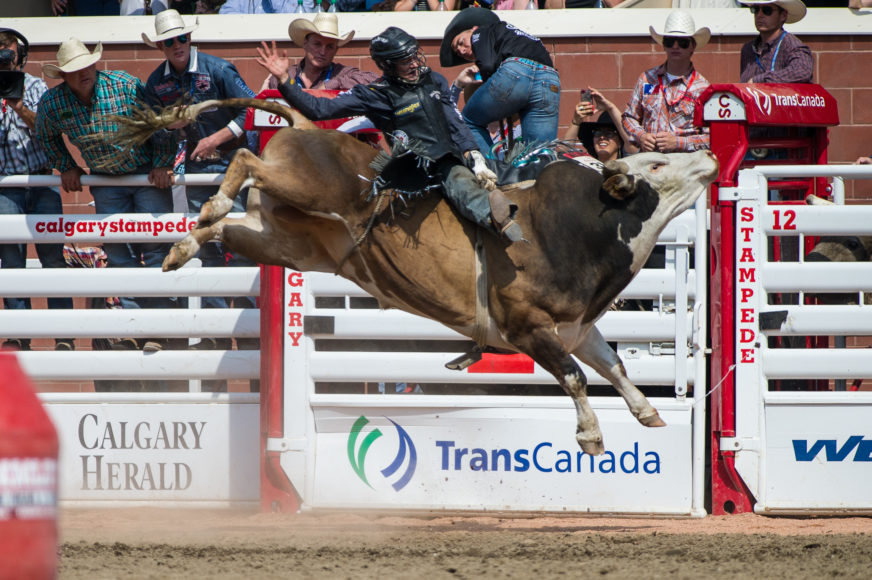 A bull riding event at the Calgary Stampede.