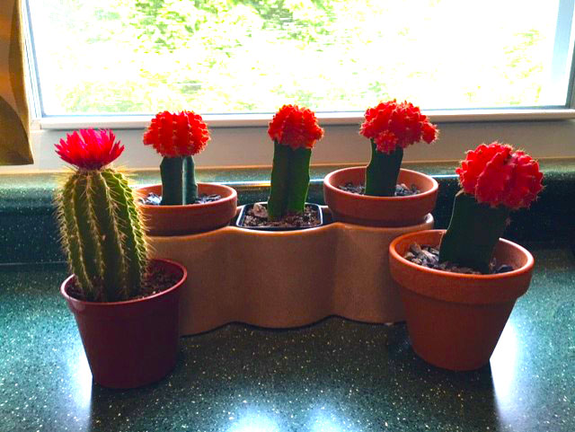 These lovelies, which enjoy lots of sun and the occasional watering (every three to four weeks), can brighten any windowsill. Cactus at left from CVS, the others, Grafted Moon cactuses (Gymnocalycium mihanovichii), are from the New York Botanical Garden’s Shop in the Garden. Photograph by Georgette Gouveia.